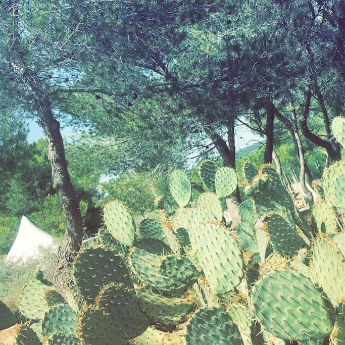 Mazet Provencal Au Coeur Des Alpilles La Reverie モサーヌ・レ・ザルピイユ エクステリア 写真